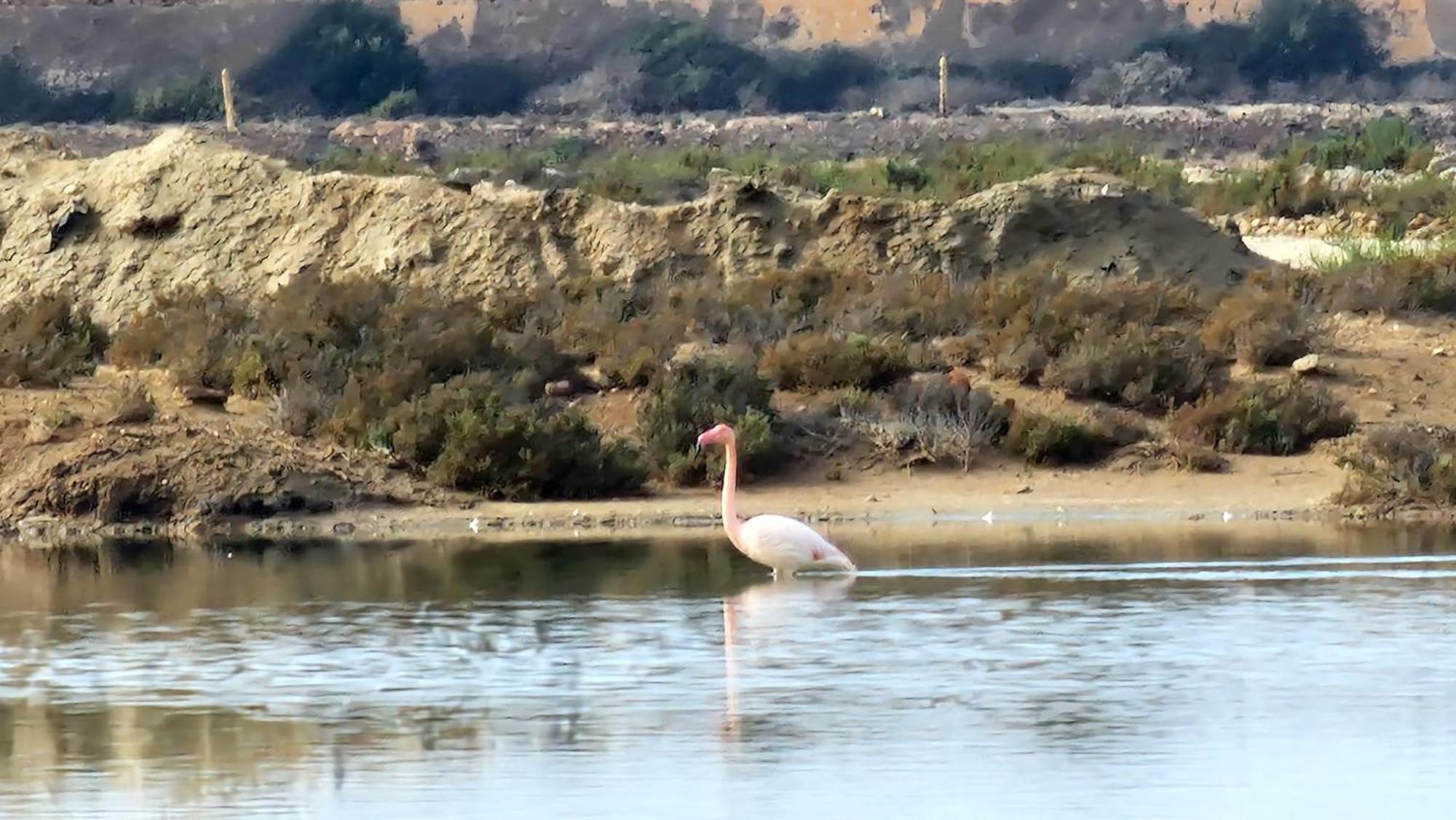 Flamingos View Apartment In Cabo De Gata El Pozo del Cabo Buitenkant foto